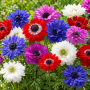 Anemone Duble St. Brigid Mixed