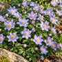 Anemone nemorosa Robinsoniana
