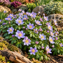Anemone nemorosa Robinsoniana