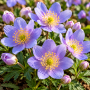 Anemone nemorosa Robinsoniana