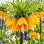 Fritillaria Striped Beauty
