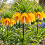 Fritillaria Striped Beauty