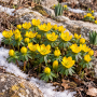  Eranthis cilicica 