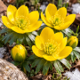  Eranthis cilicica 