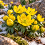  Eranthis cilicica 