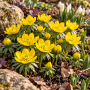  Eranthis cilicica 