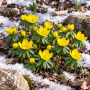  Eranthis cilicica 
