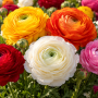 Ranunculus Mixed