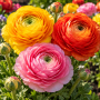 Ranunculus Mixed