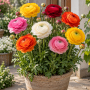 Ranunculus Mixed