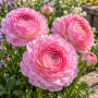 Ranunculus asiaticus aviv pink