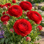Ranunculus asiaticus aviv red