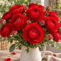 Ranunculus asiaticus aviv red