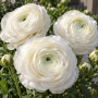 Ranunculus asiaticus aviv white