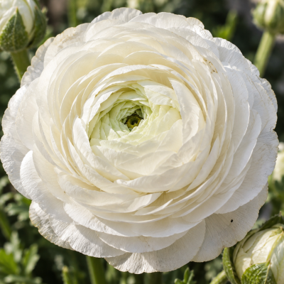 Ranunculus asiaticus aviv white