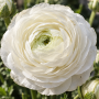 Ranunculus asiaticus aviv white