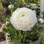 Ranunculus asiaticus aviv white
