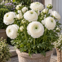 Ranunculus asiaticus aviv white