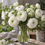 Ranunculus asiaticus aviv white