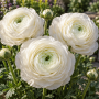 Ranunculus asiaticus aviv white