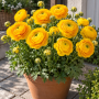 Ranunculus asiaticus aviv yellow