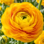 Ranunculus asiaticus aviv yellow