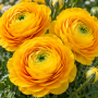 Ranunculus asiaticus aviv yellow