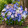 Chionodoxa Mixed