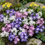 Chionodoxa Mixed