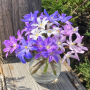 Chionodoxa Mixed
