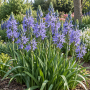 Camassia Leichtinii Caerulea 