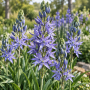 Camassia Leichtinii Caerulea 