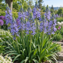 Camassia Leichtinii Caerulea 