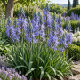 Camassia Leichtinii Caerulea 