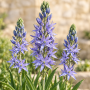 Camassia Leichtinii Caerulea 