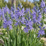Camassia Leichtinii Caerulea 