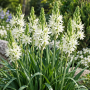 Camassia Leichtlinii Semiplena