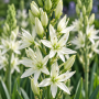 Camassia Leichtlinii Semiplena