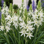 Camassia Leichtlinii Semiplena