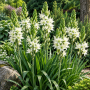 Camassia Leichtlinii Semiplena