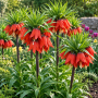 Fritillaria Rubra