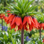 Fritillaria Rubra