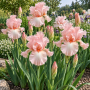 Iris Germanica Pink Tafette