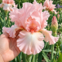 Iris Germanica Pink Tafette