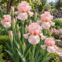 Iris Germanica Pink Tafette