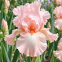 Iris Germanica Pink Tafette
