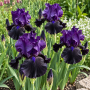 Iris Germanica Tuxedo
