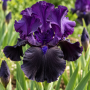 Iris Germanica Tuxedo