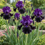 Iris Germanica Tuxedo