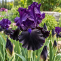 Iris Germanica Tuxedo